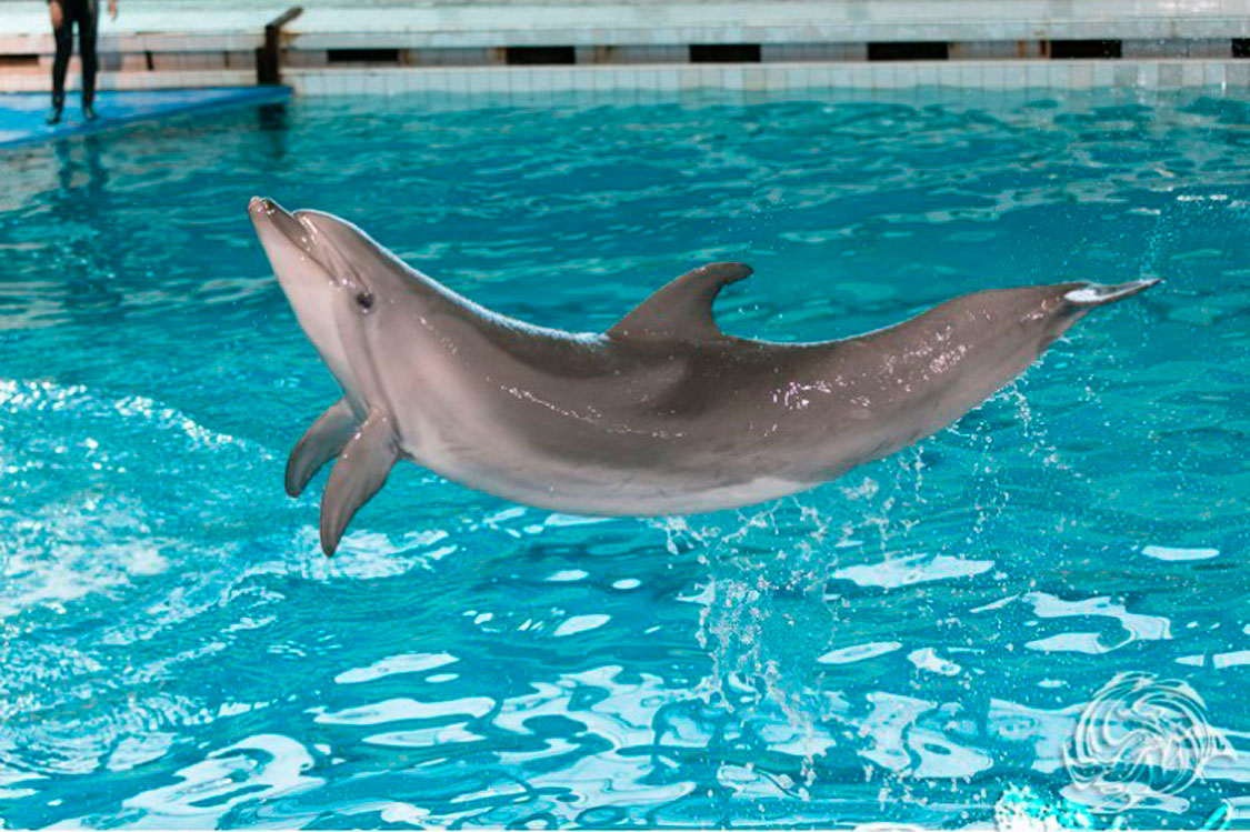 Плавание с дельфинами - низкая цена в СПб | Корпорация Ярких Впечатлений